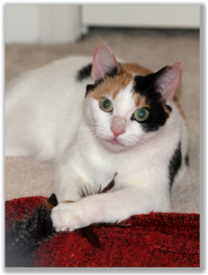 Photograph of a calico cat