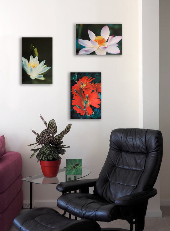 3 Aluminum images in a sittng room include a white lotus, white lily, and gerbera daisy