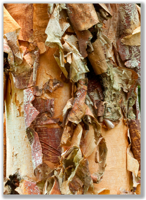 Photograph of pealing bark of River Birch