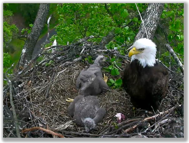 Screen shot of The Eagle Cam at our National Arboretum in DC
