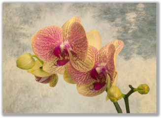 Photo of an Phalaenopsis orchid