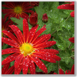Photograph of a red Daisy Chrysanthemum