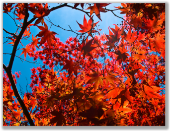 Photograph of red Japanese Maple leaves
