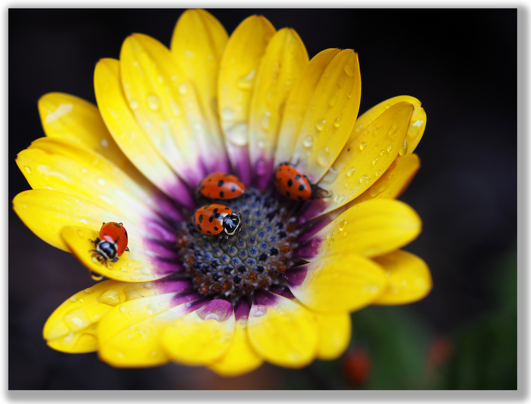 Photograph of several ladybugs on a flower