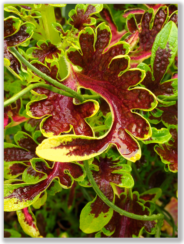 Photograph of Curly Leaf of Coleus