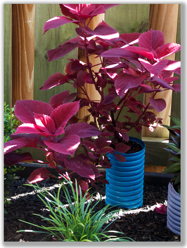 Photograph of Purple Coleus in a yard setting