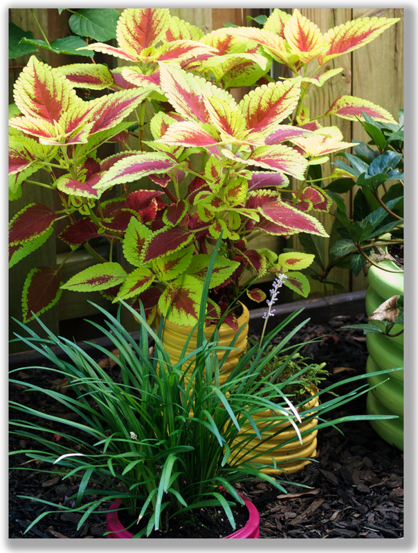 Photograph of Coleus in a yard setting