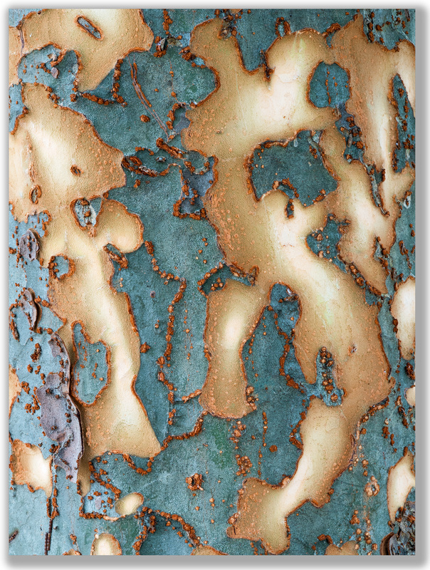 Photograph of the bark patterns and textures of Chinese Elm