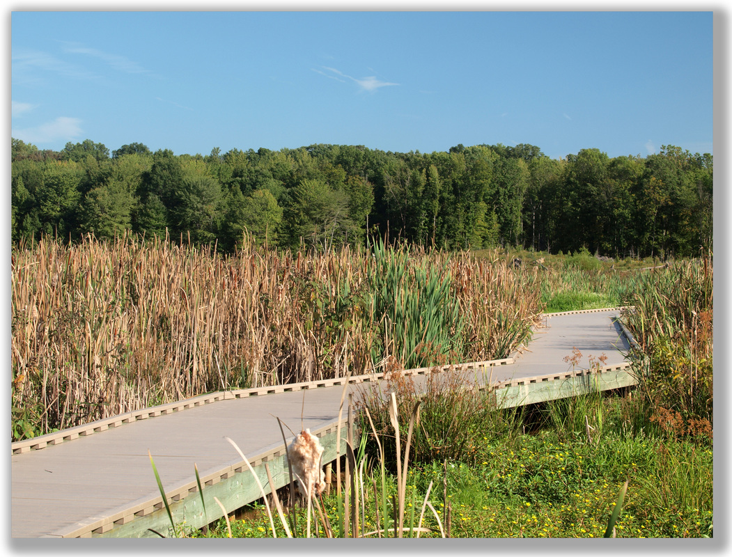 photograph of a boardwalk through wetlands