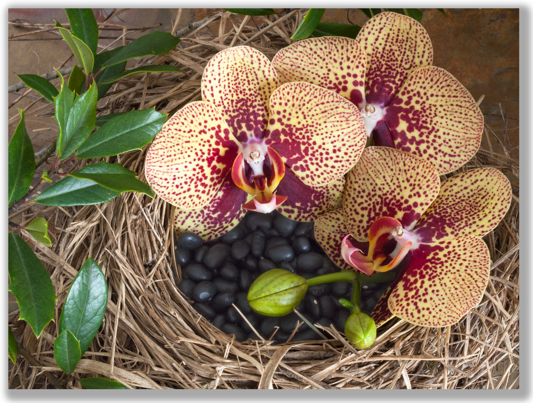 photograph of orchids in a bird nest