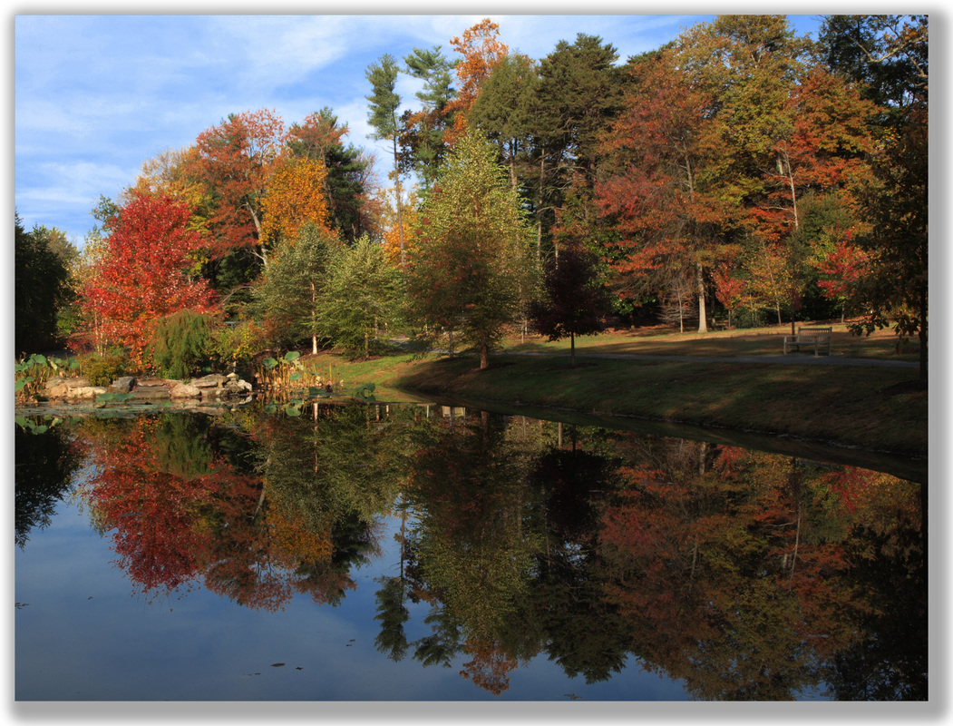 Photograph of early autumn trees and a pond
