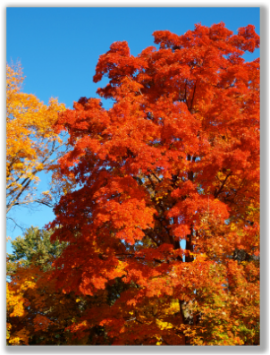 Photograph of Fall Trees and Blue sky