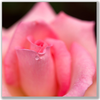 Photograph of a single rain drop on a pink rose
