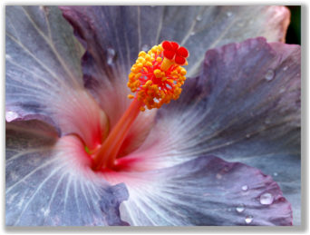 Close-Up photograph of a steel gray Hibiscus