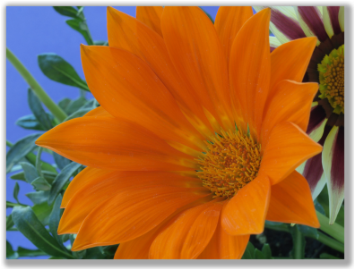 photograph of an orange flower against a blue sky