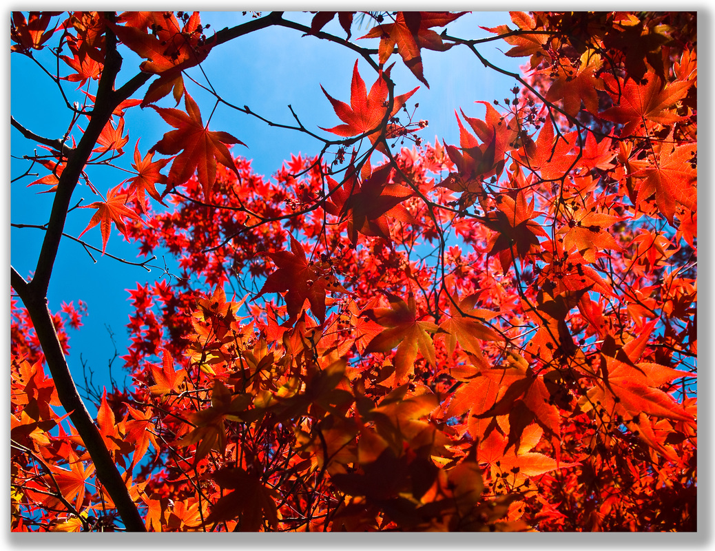 photograph of Autumn leaves