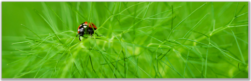 Photograph of a Ladybug on Love in a Mist plant