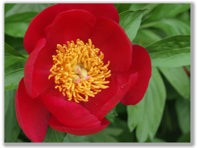 Photograph of a red flower against green leaves