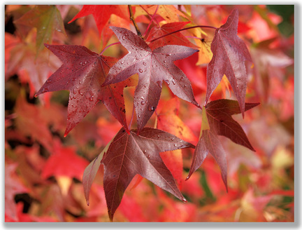 Close-up photograph of red Autumn leaves