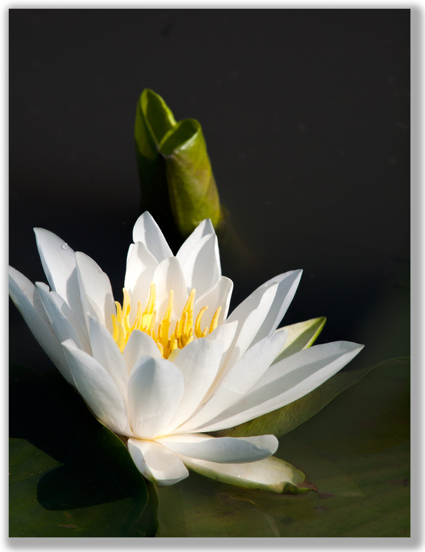 photograph of a white Lily Flower and a dark background