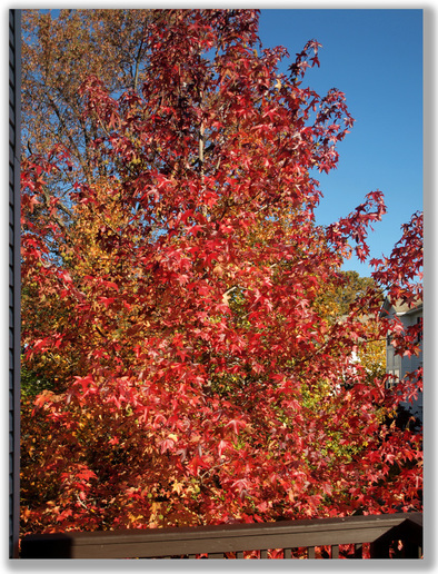 Photograph of red and yellow Autumn leaves
