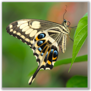 Profile photograph of a Swallowtail Butterfly