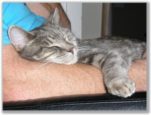 Photograph of a cat sleeping on a person's arm