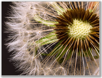 Macro photograph of a Dandelion seed puff