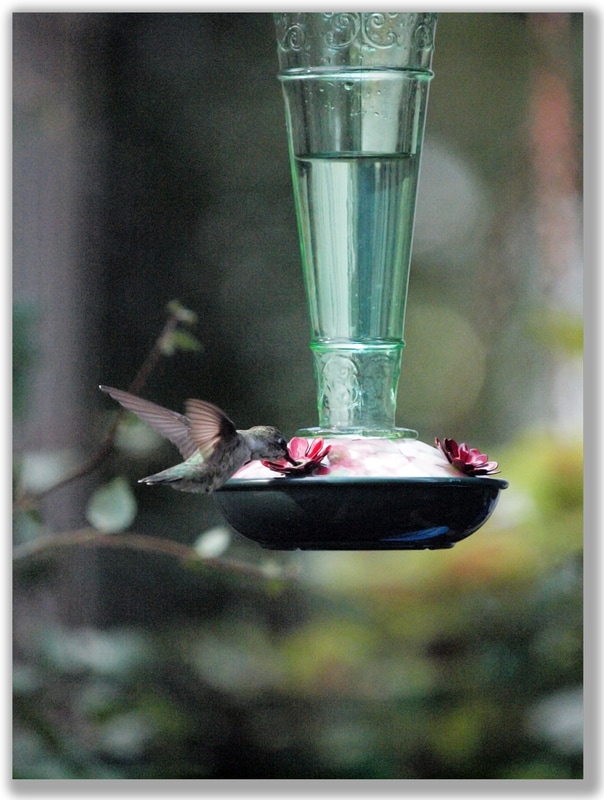 Photograph of a Ruby-Throated Hummingbird at a hummingbird feeder