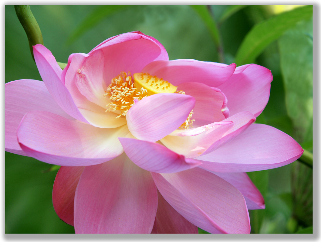 Photograph of a Lotus flower with its petals blowing askew