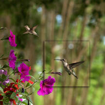 hummingbirds with flowers